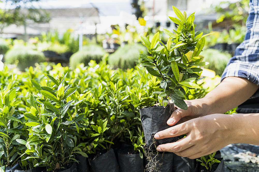 Venta al por mayor y a medida de planta viva para profesionales de la jardinería en Gipuzkoa