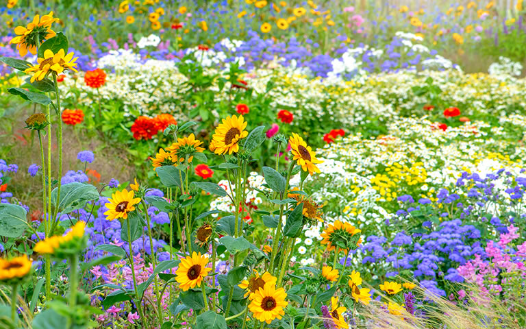 En KREO Jardiner&iacute;a puedes comprar Flores, verduras y hortalizas, almac&eacute;n especializado para jardineros profesionales