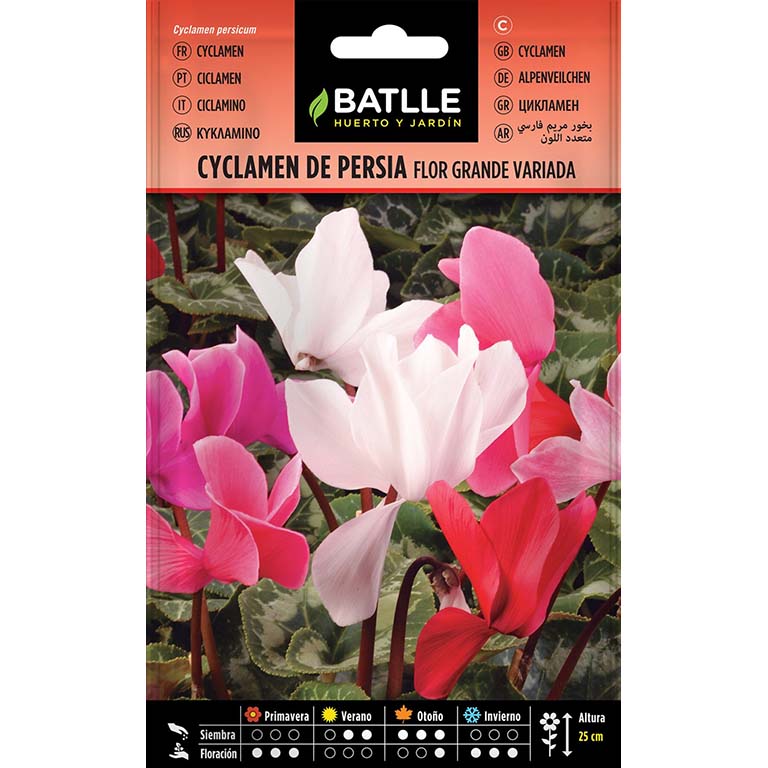 CYCLAMEN PERSIA VARIADO 100 semillas | Kreo Jardiner&iacute;a