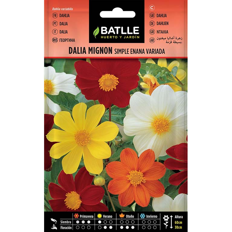 DALIA MIGNON SIMPLE ENANA VARIADA 100 semillas | Kreo Jardiner&iacute;a